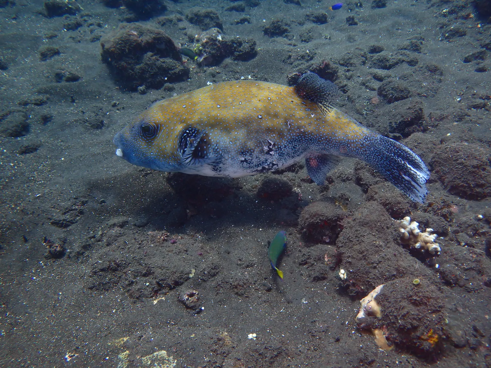 Japanese Wreck