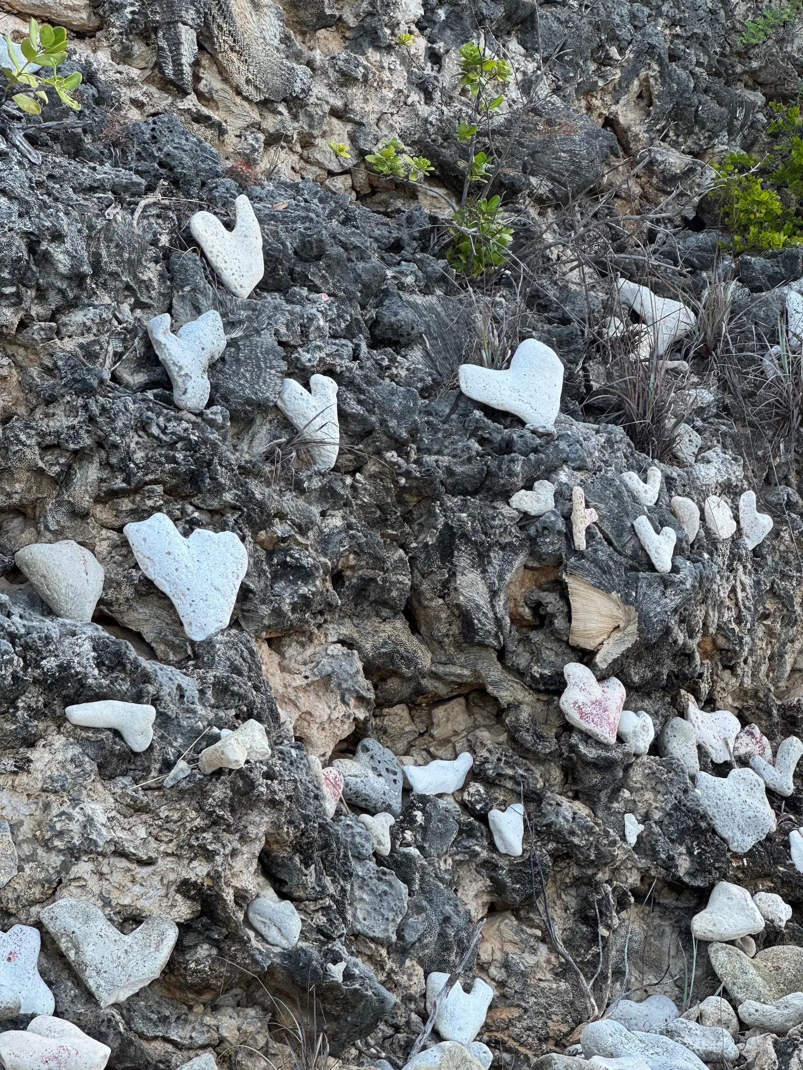 Karpata (1)