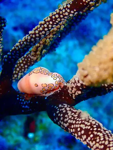Bonaire Bari FrontPorch (2)