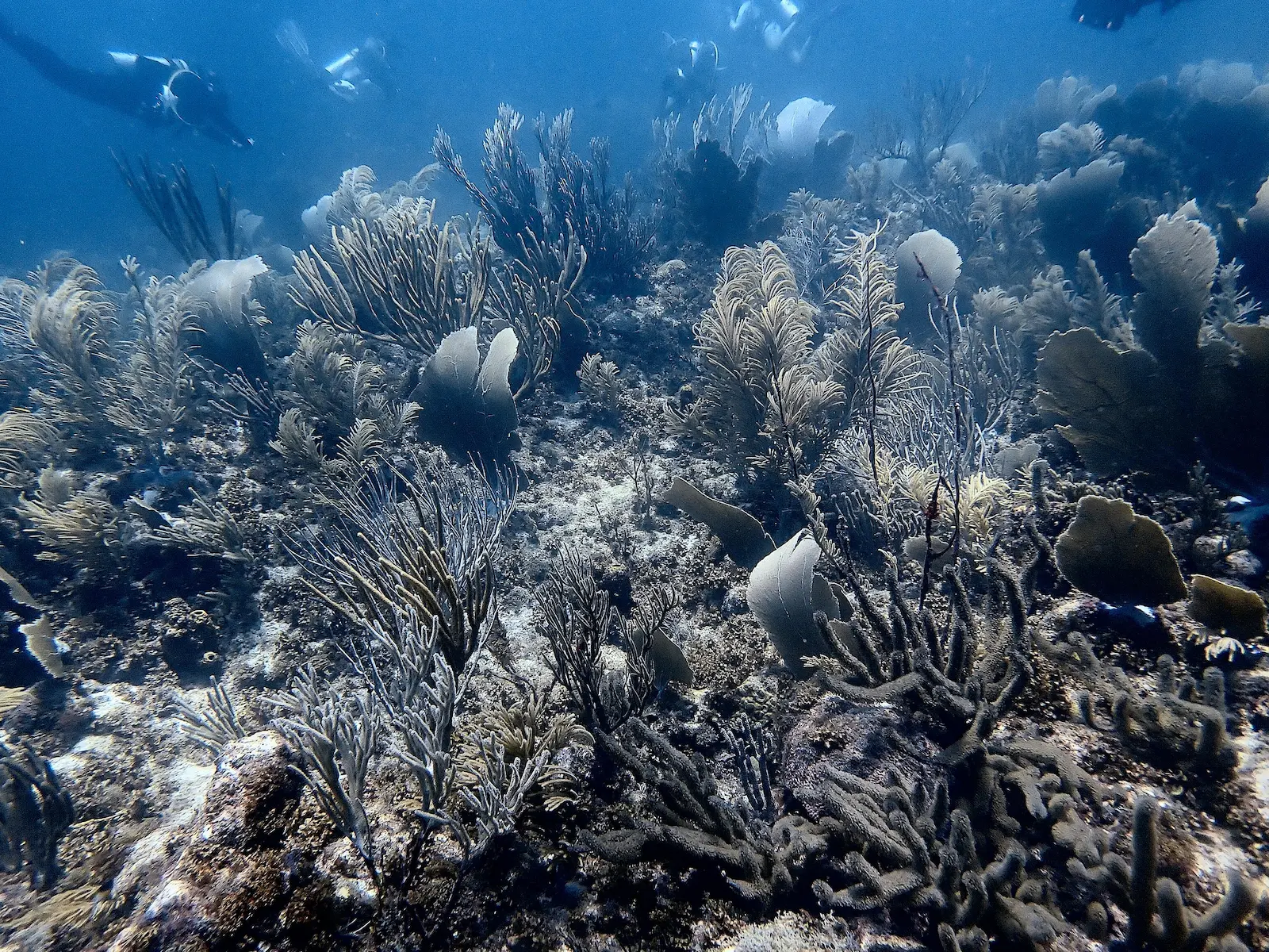 Bonaire shrimpfactory 7