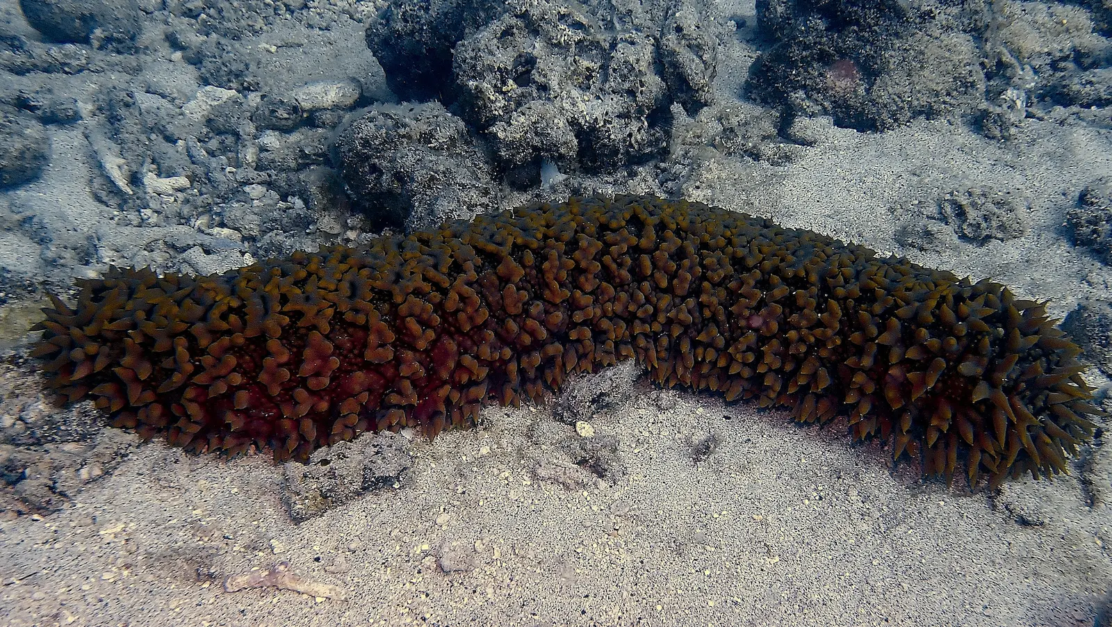 Confettis Mauritius (1)