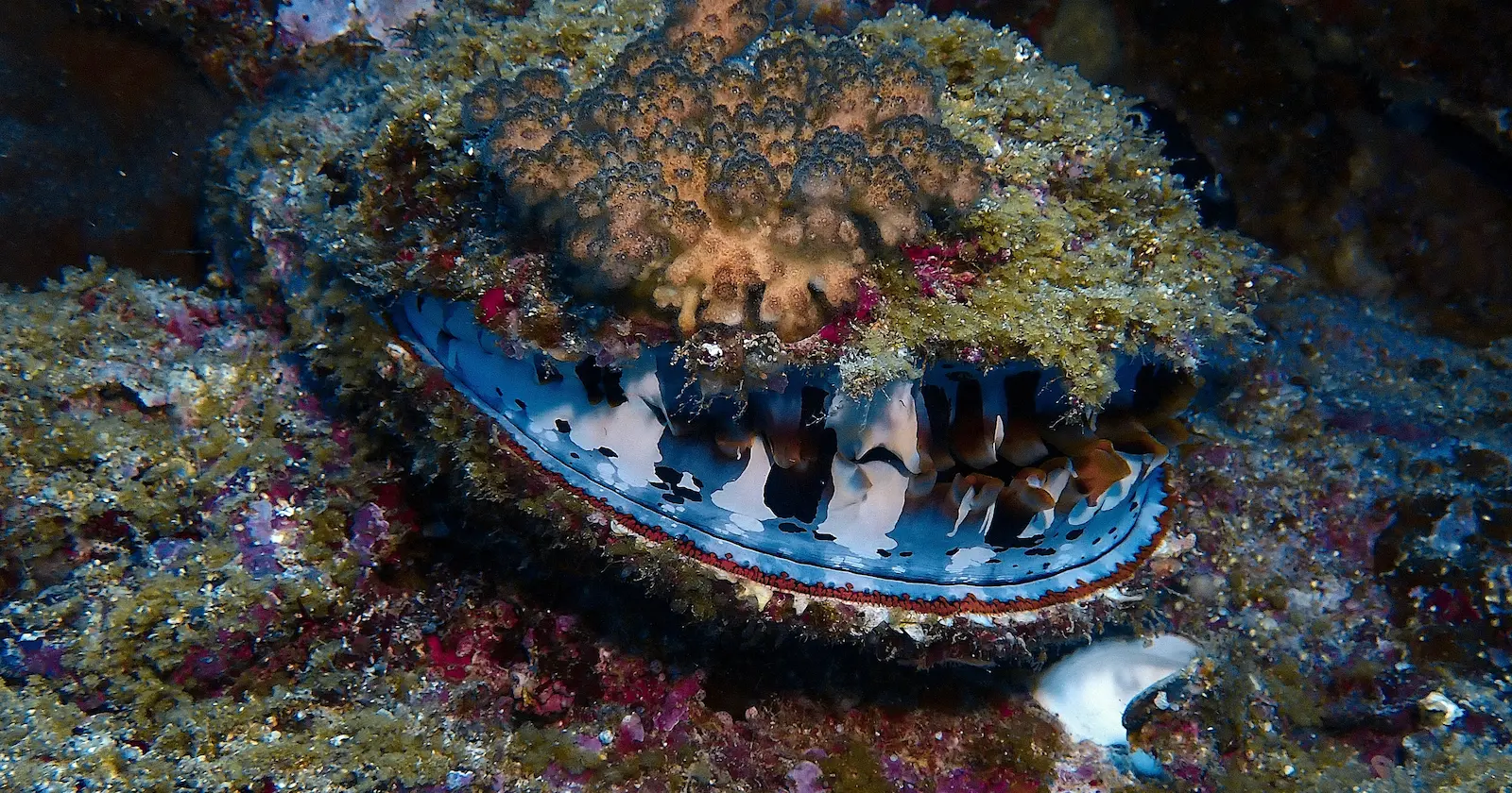 Confettis Mauritius (4)