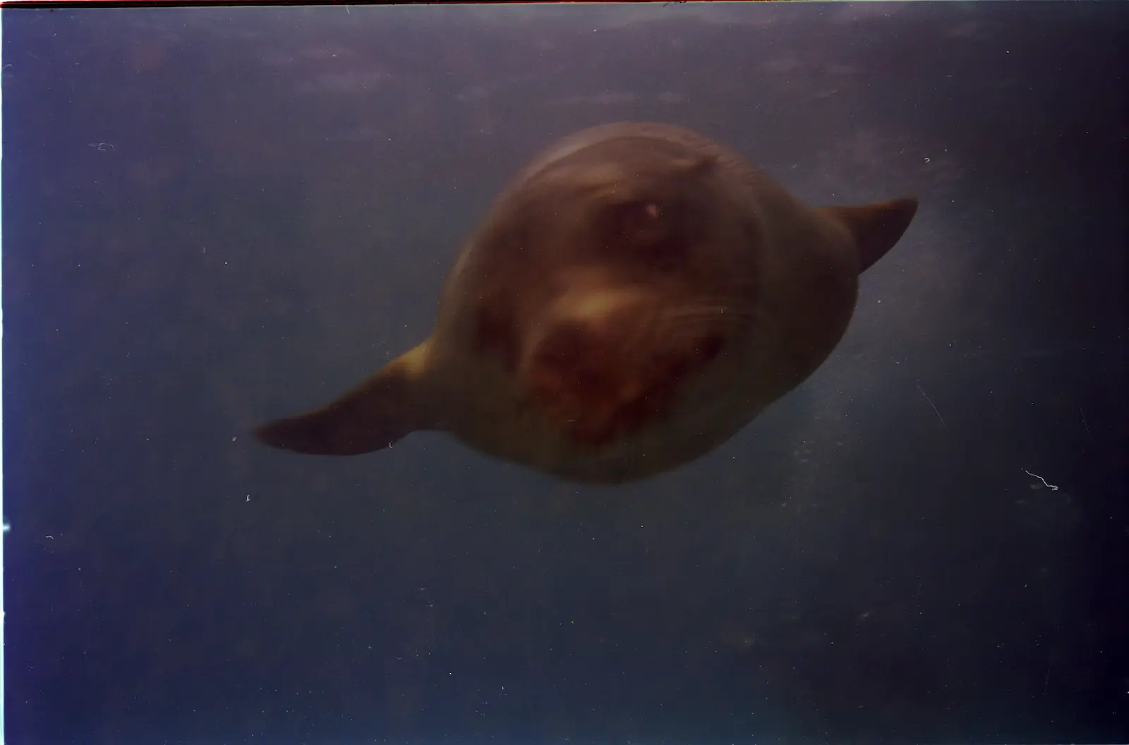 Punta Cormorant 2