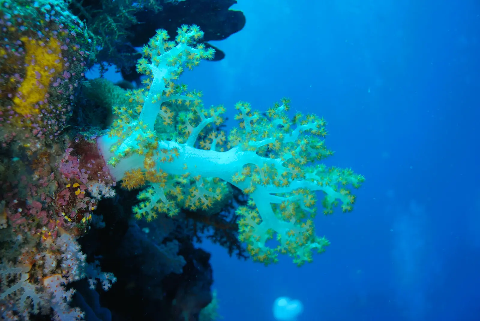 Mid Reef 002