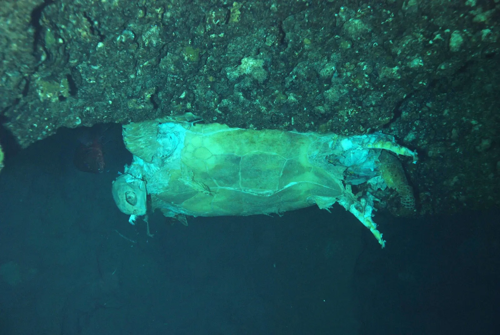 Turtle Cavern 004