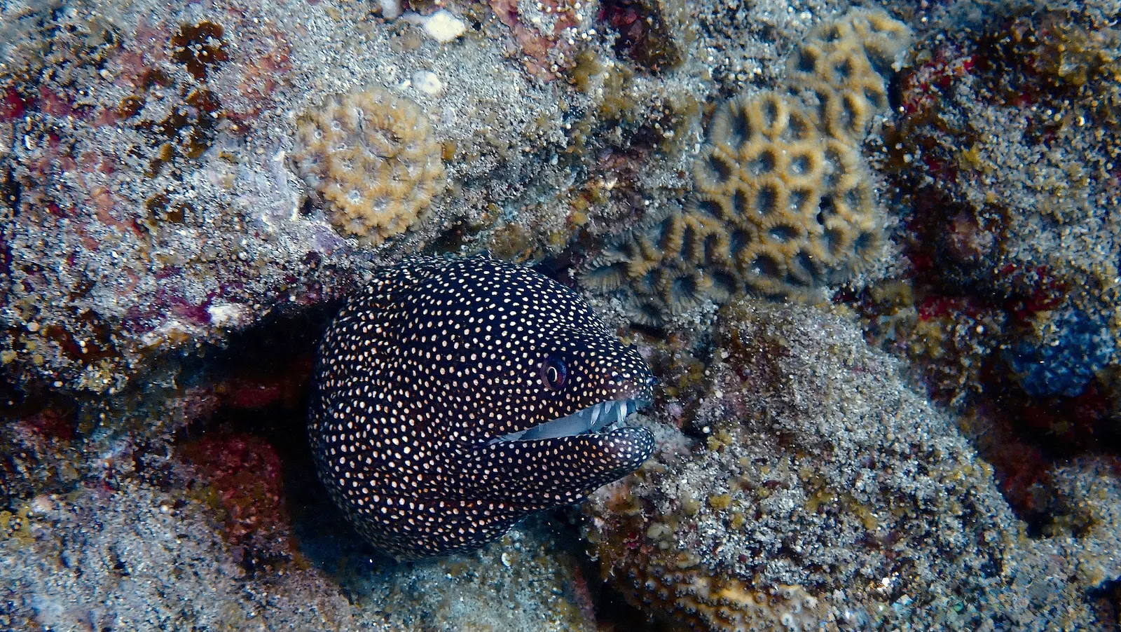 Mauritius The Wall (11)