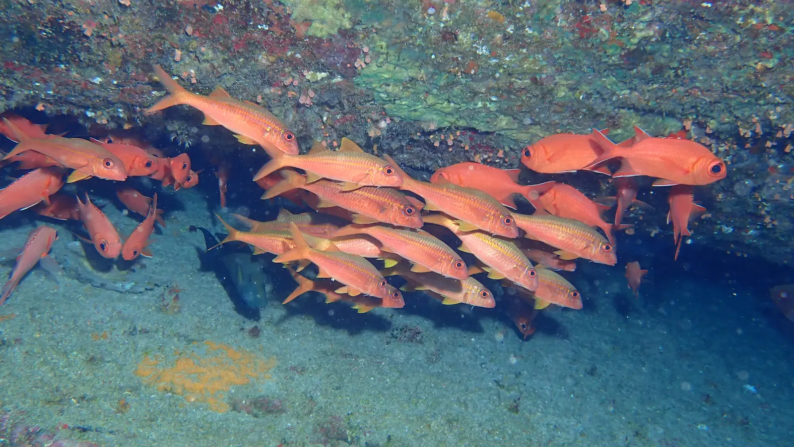 Mauritius The Wall (7)