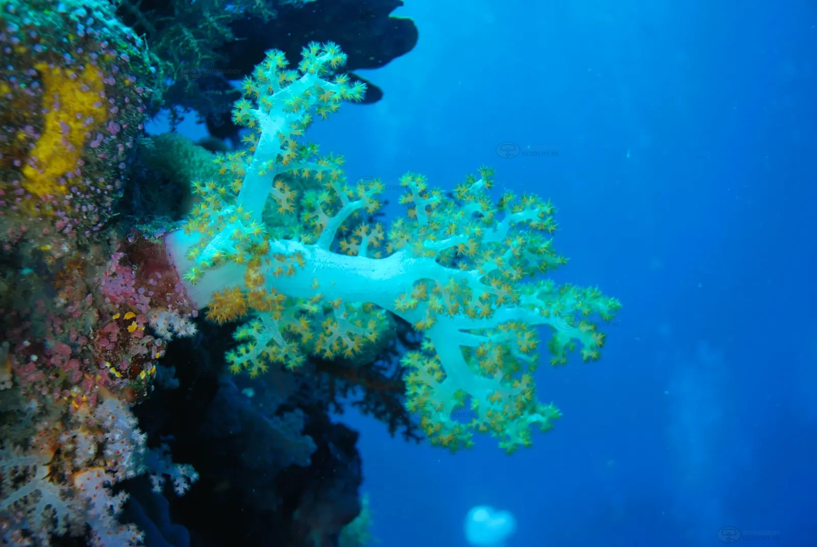 Mid Reef 002