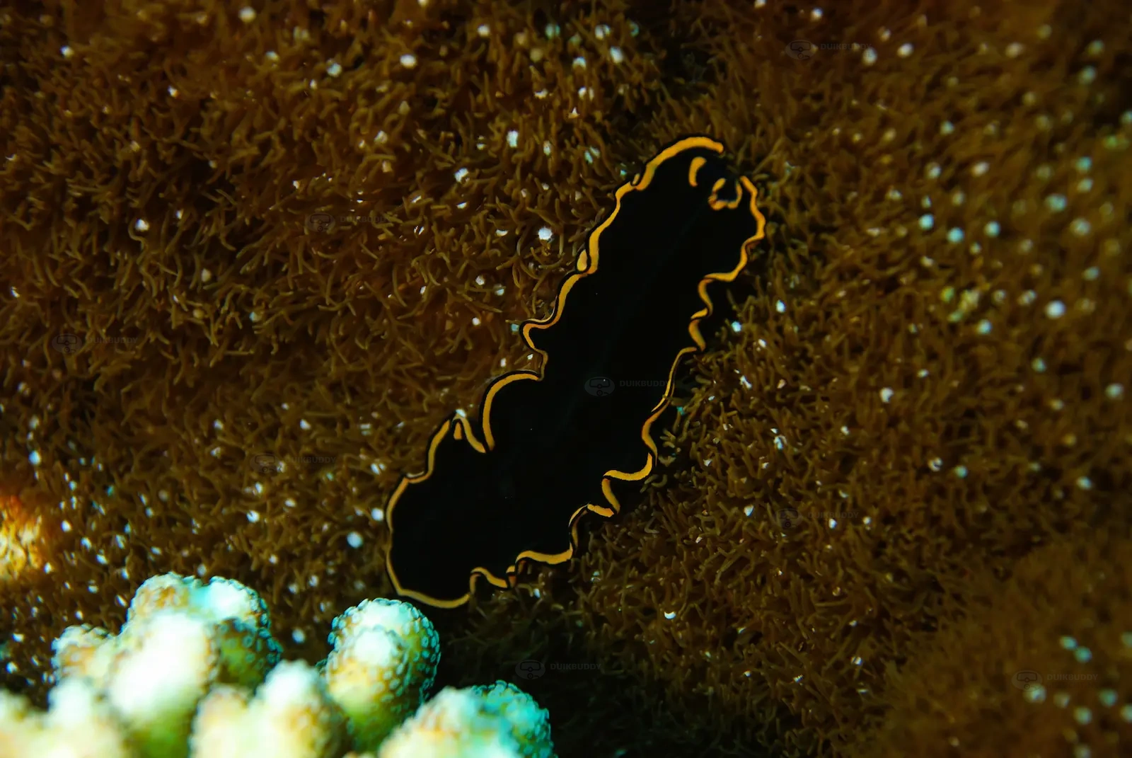 Mid Reef 004