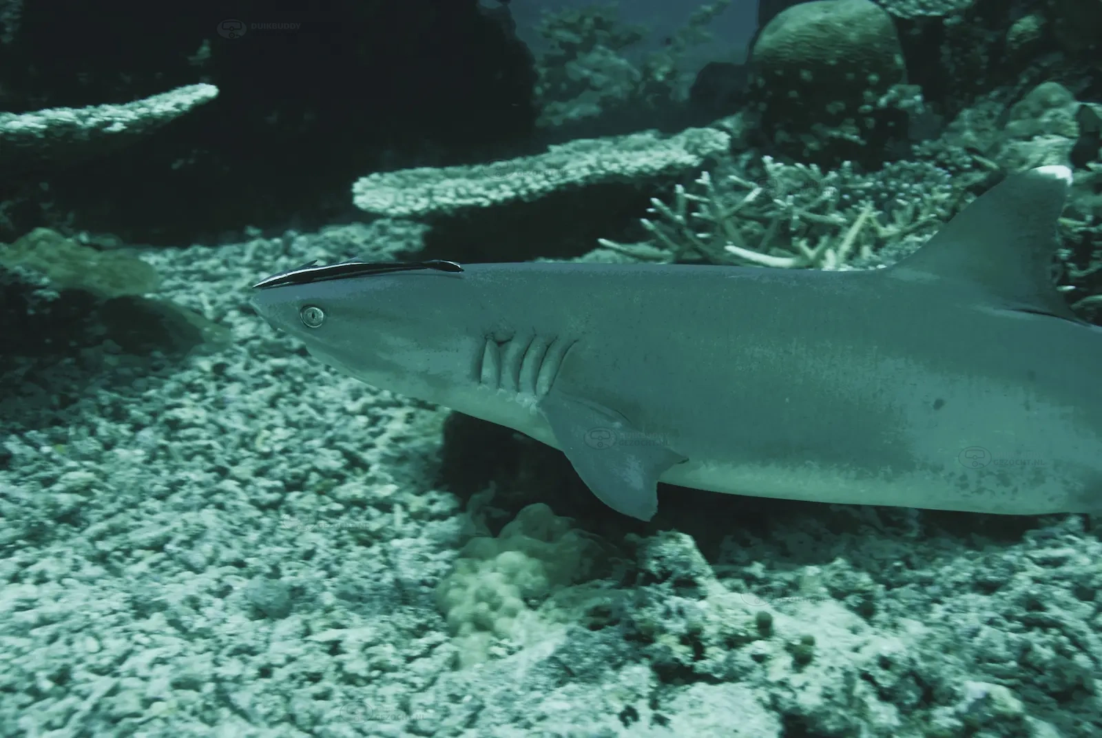 Mid Reef 005