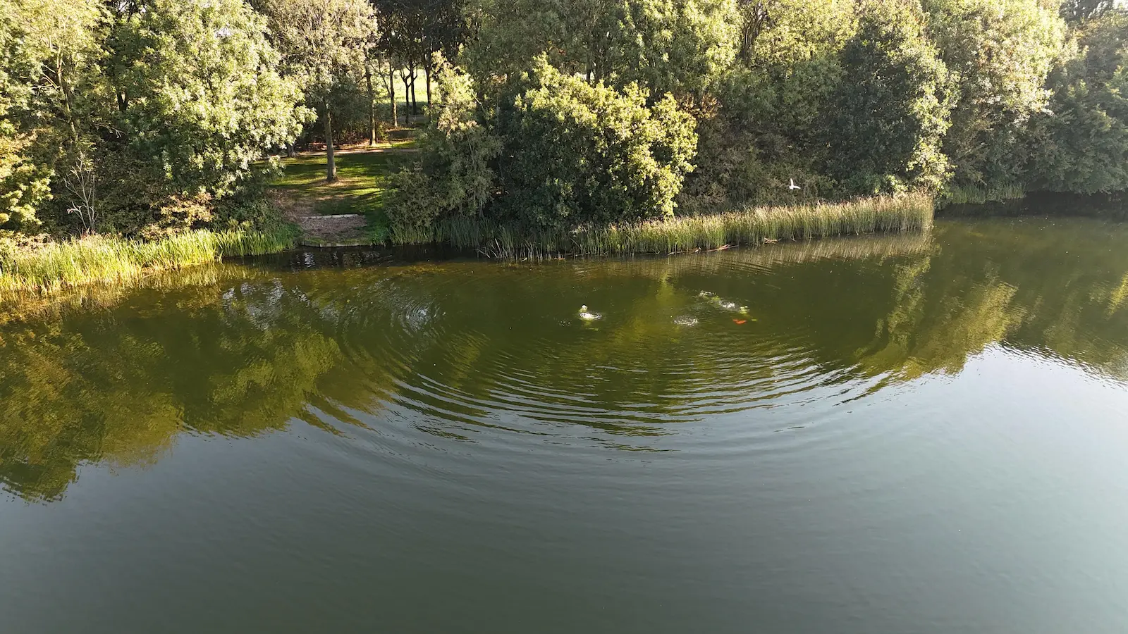 Rosmalense plas vissteiger luchtfoto