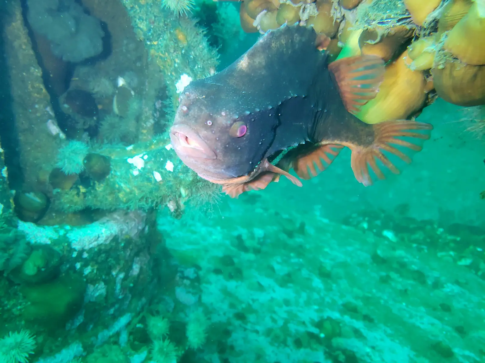 Wrakdruik PLM 27 (4)