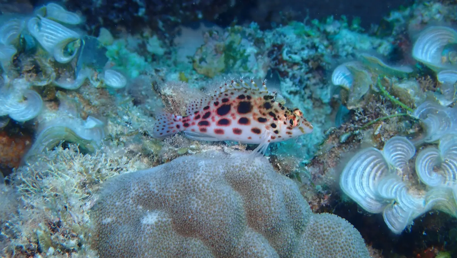 mauritius merville (1)