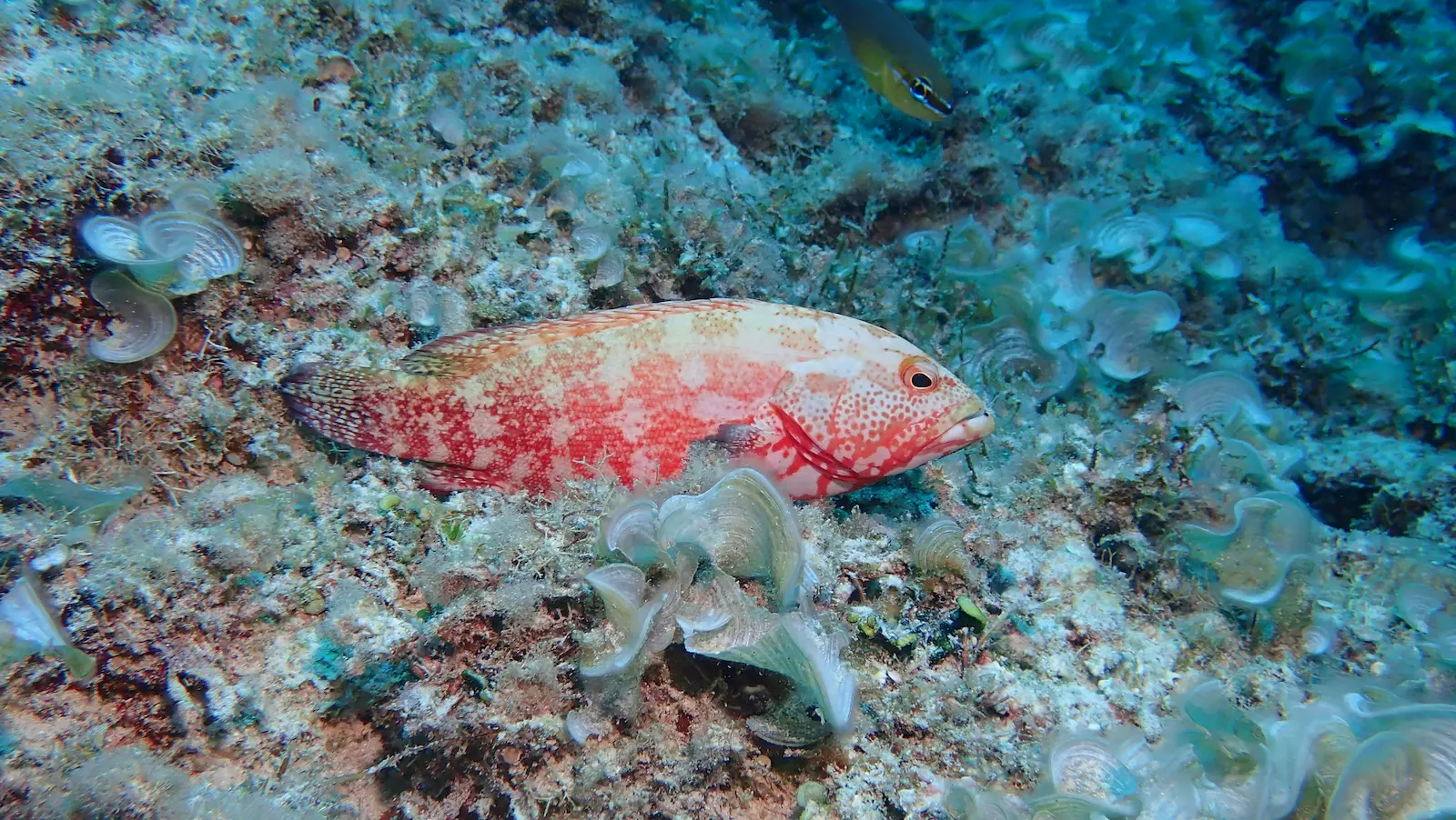 mauritius merville (5)