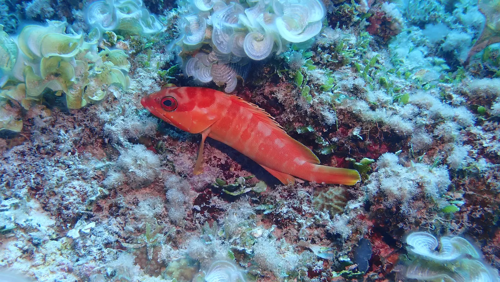 mauritius merville (9)